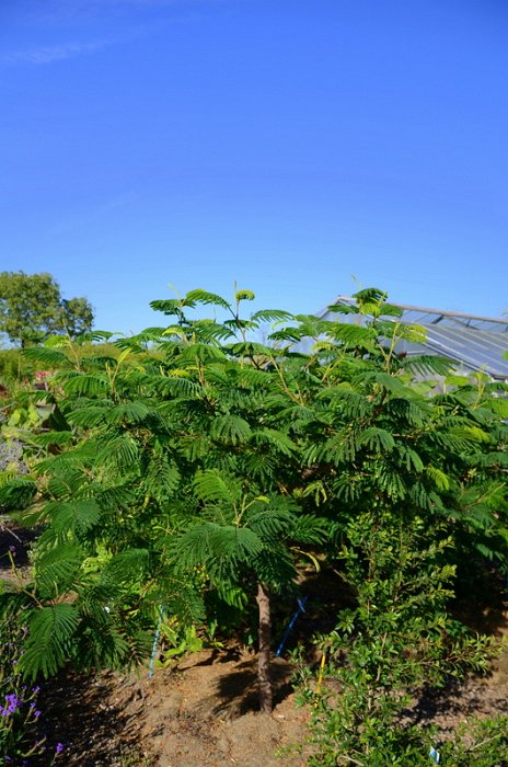 Paraserianthes lophantha= Albizia lophantha